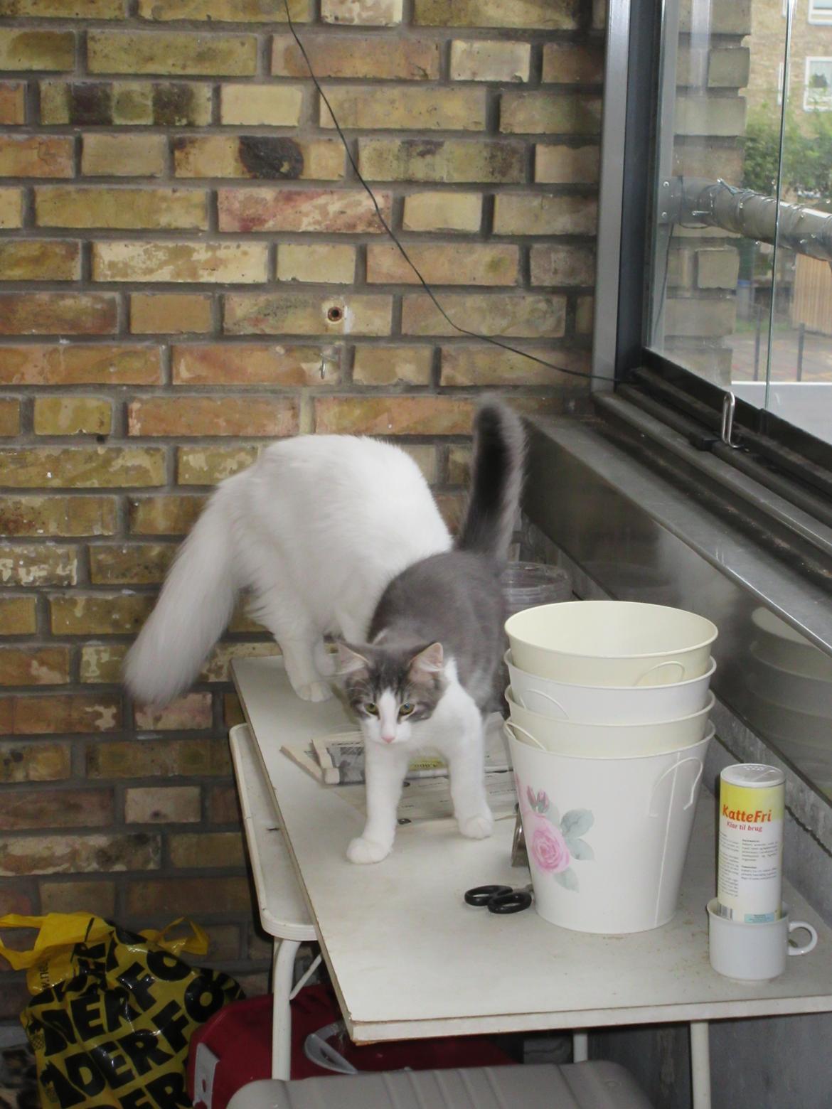 Norsk Skovkat Dk Northtown Cats Fenris billede 4