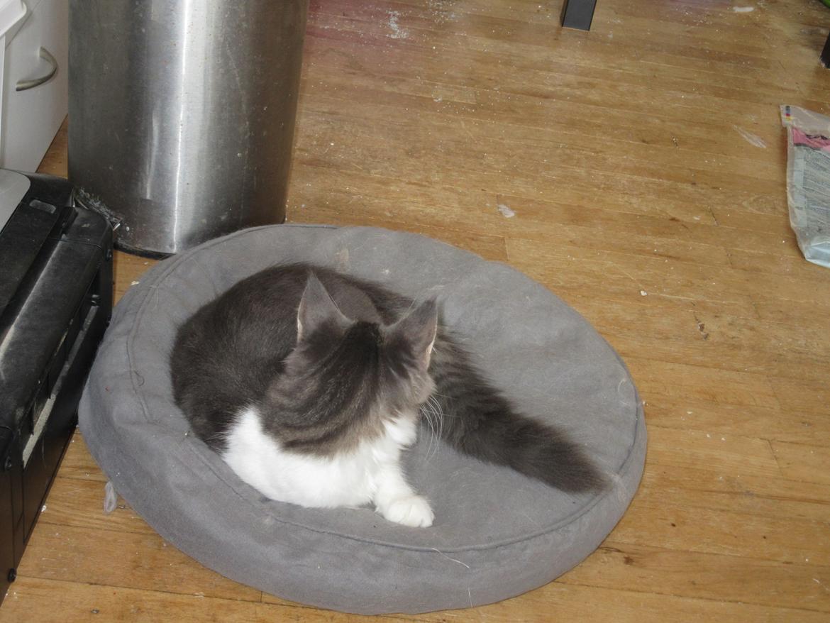 Norsk Skovkat Dk Northtown Cats Fenris billede 5