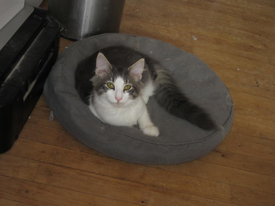 Norsk Skovkat Dk Northtown Cats Fenris billede 6