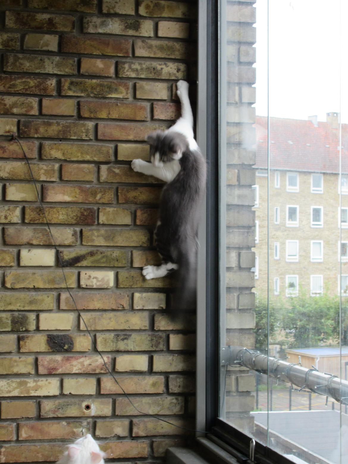 Norsk Skovkat Dk Northtown Cats Fenris billede 2