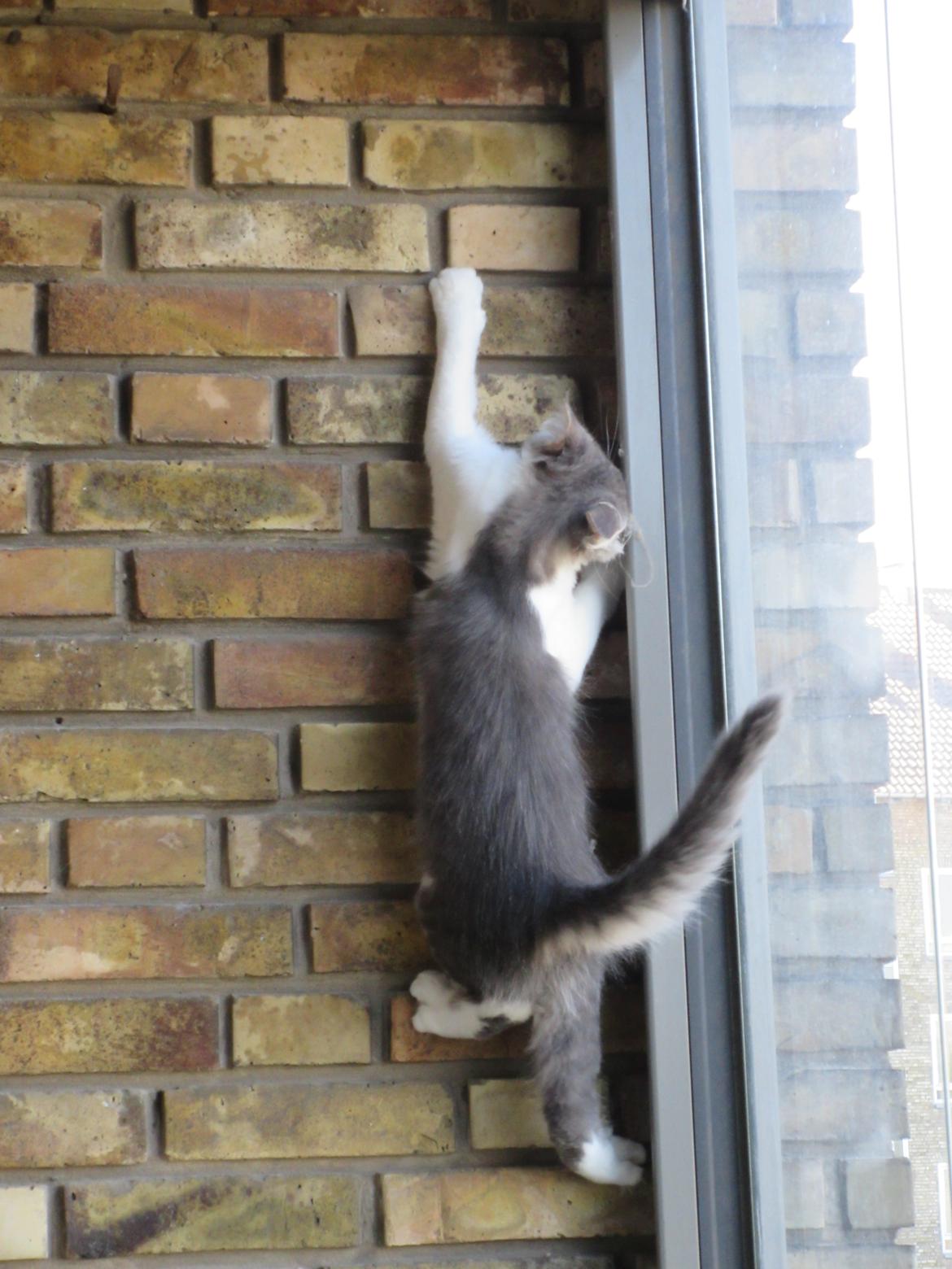 Norsk Skovkat Dk Northtown Cats Fenris billede 7