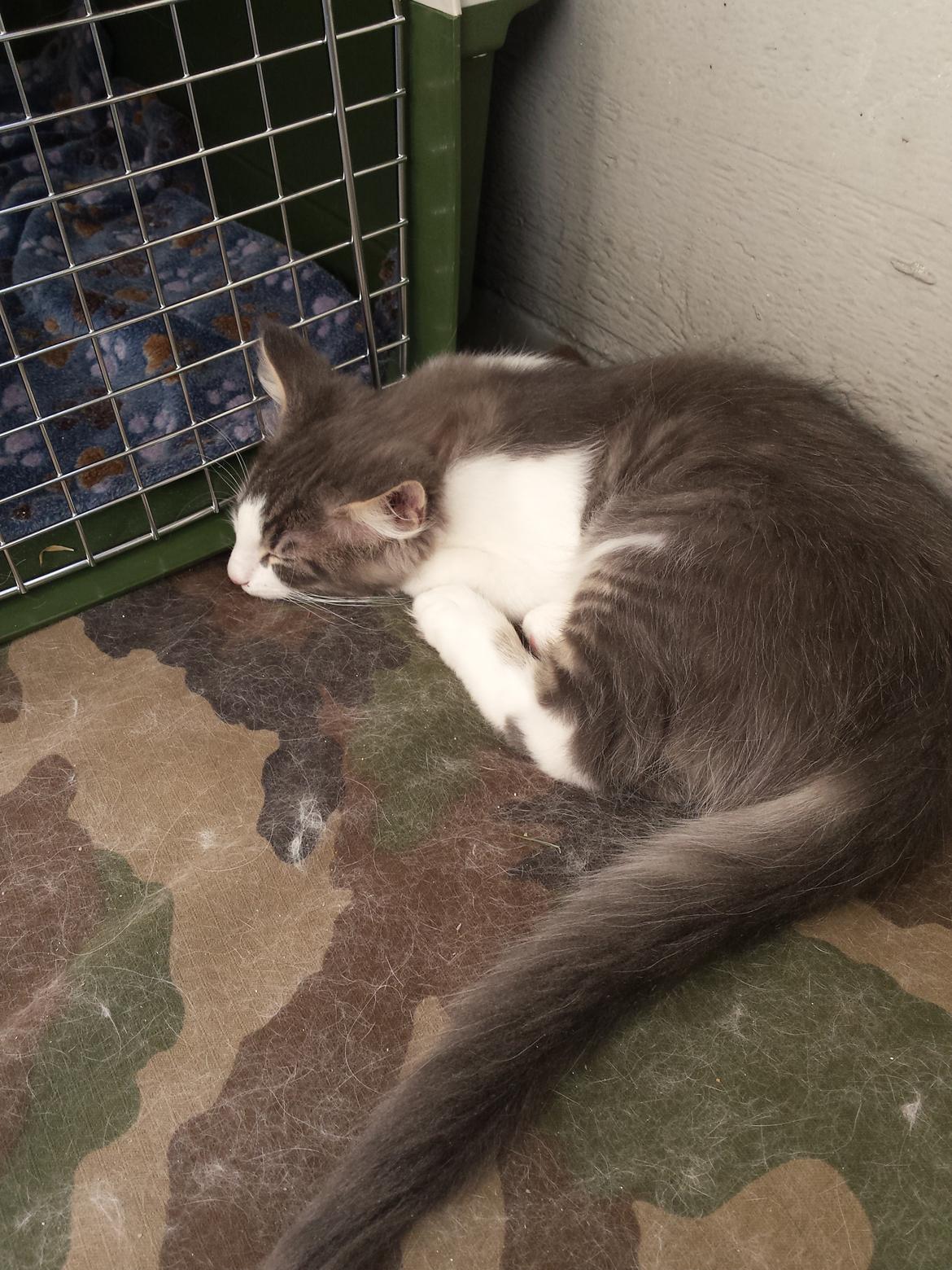 Norsk Skovkat Dk Northtown Cats Fenris billede 9