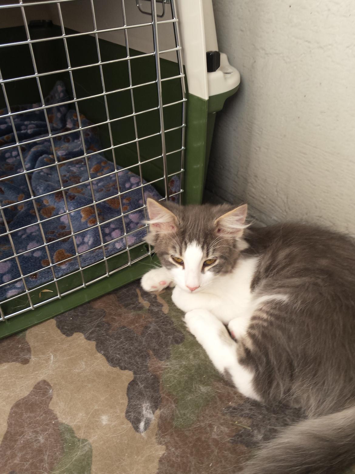 Norsk Skovkat Dk Northtown Cats Fenris billede 10