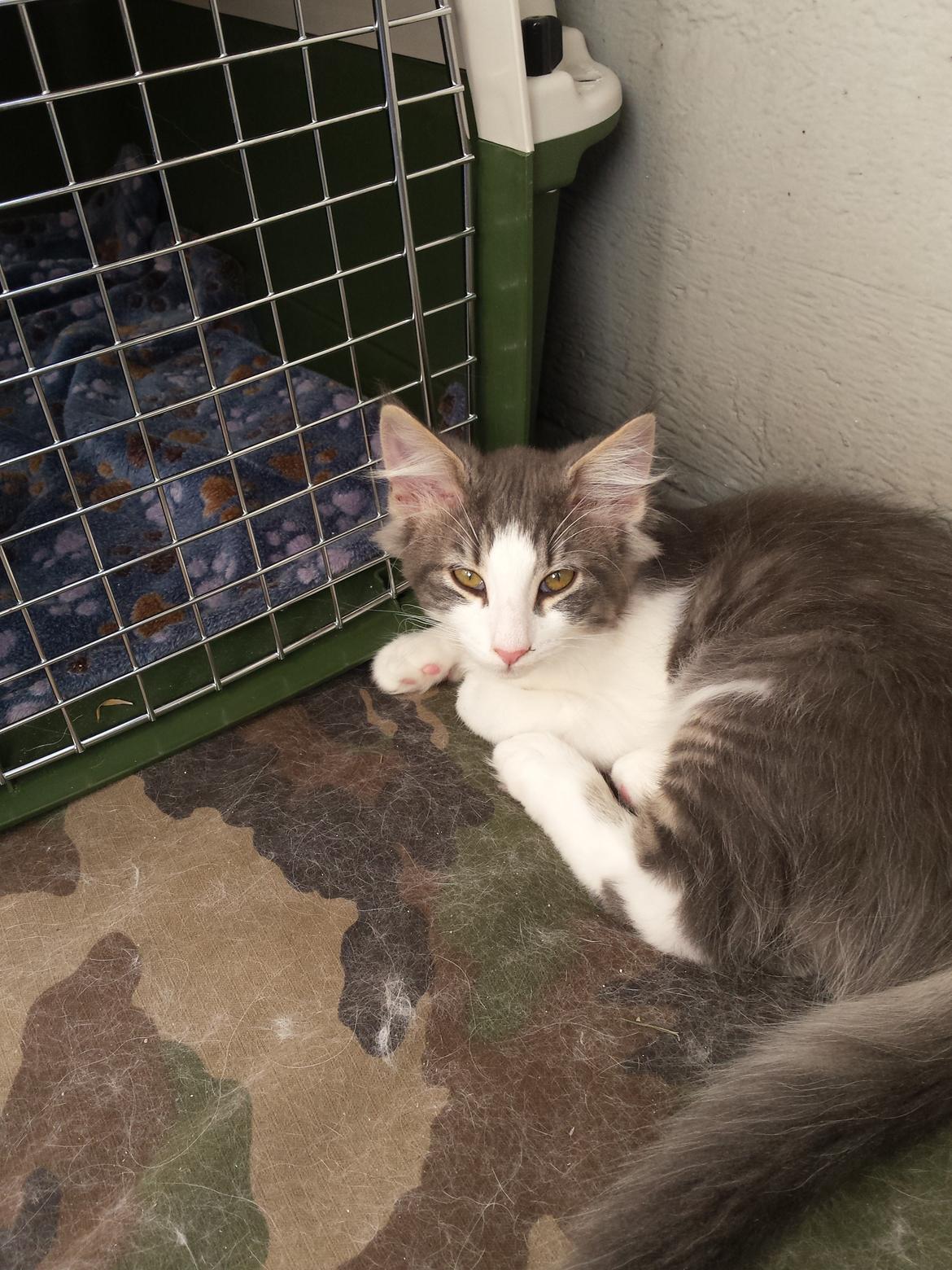 Norsk Skovkat Dk Northtown Cats Fenris billede 11