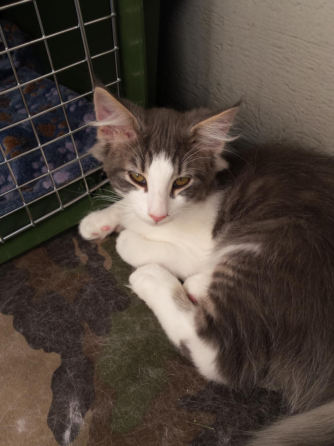 Norsk Skovkat Dk Northtown Cats Fenris billede 12