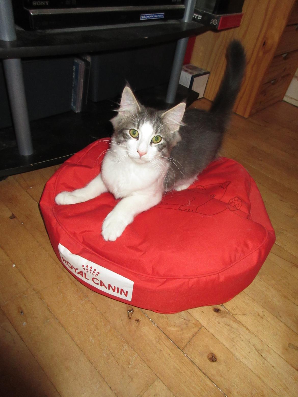 Norsk Skovkat Dk Northtown Cats Fenris billede 13