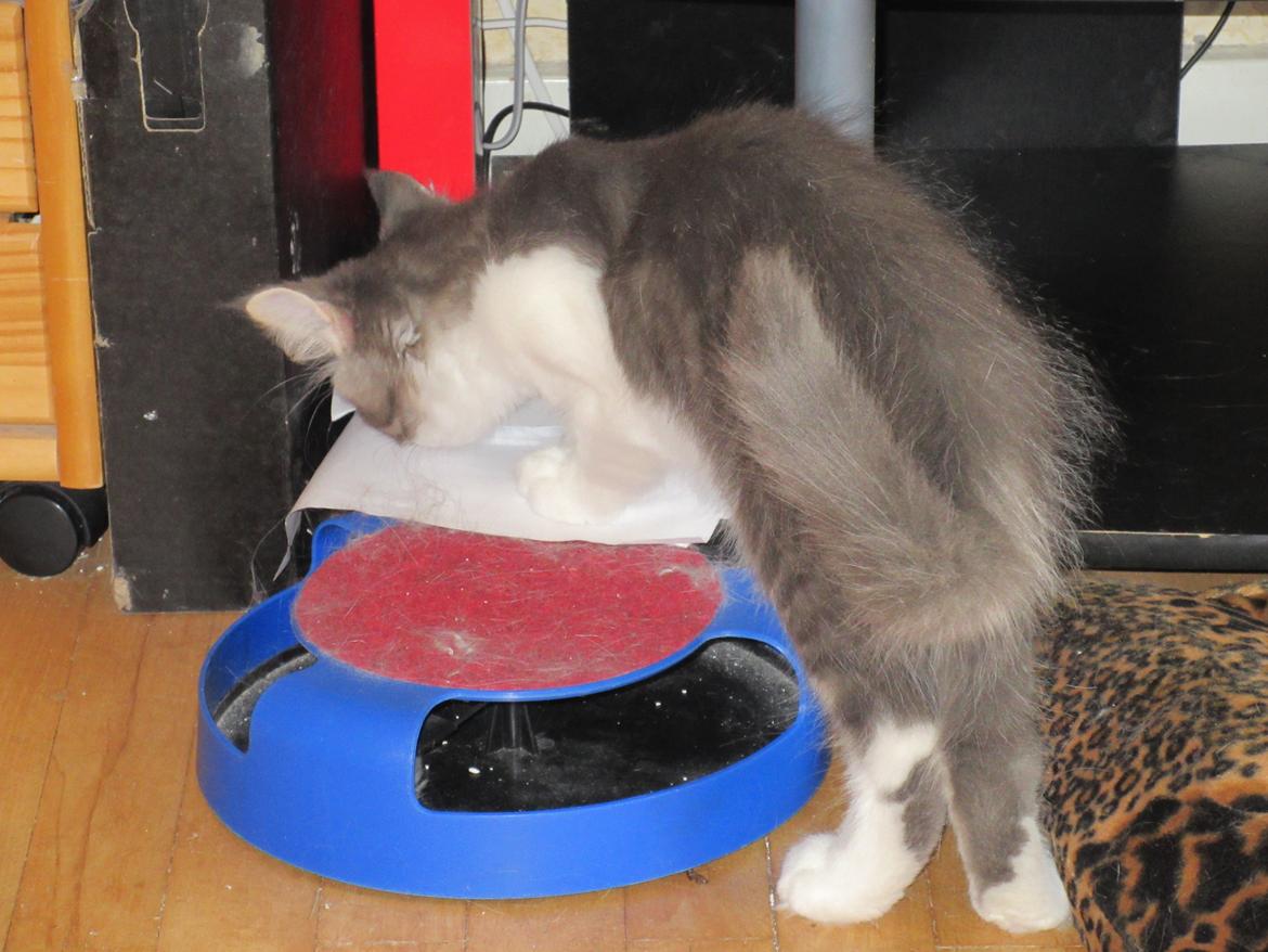 Norsk Skovkat Dk Northtown Cats Fenris billede 14