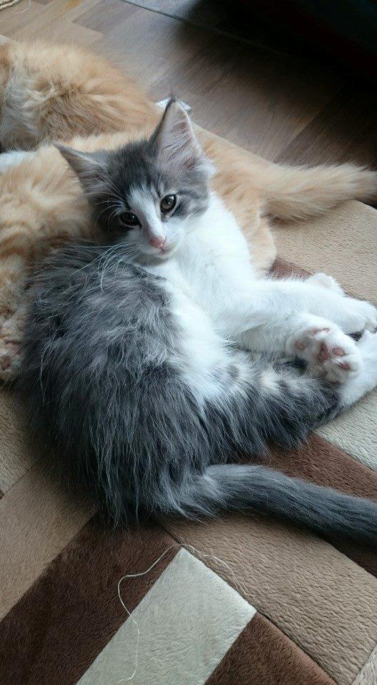 Norsk Skovkat Dk Northtown Cats Fenris billede 8