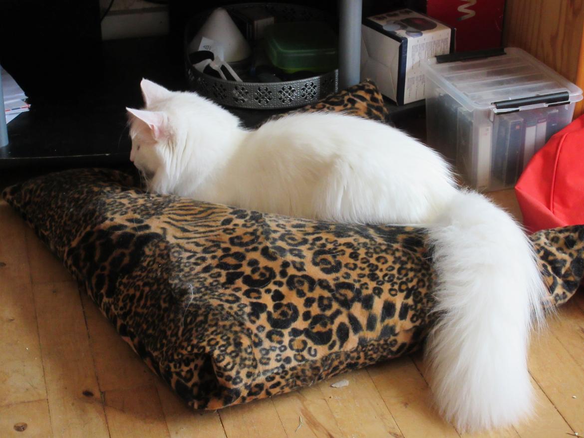 Norsk Skovkat Dk Northtown Cats Fenris billede 16