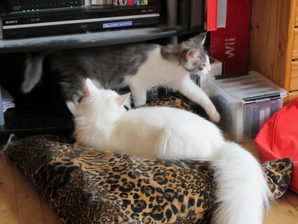 Norsk Skovkat Dk Northtown Cats Fenris billede 17