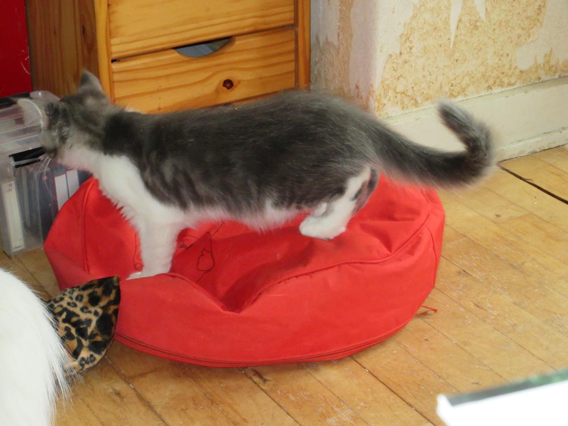 Norsk Skovkat Dk Northtown Cats Fenris billede 18