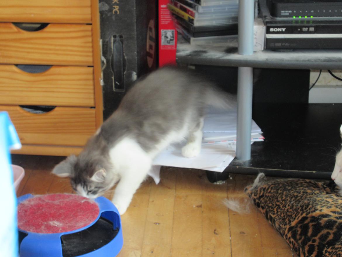 Norsk Skovkat Dk Northtown Cats Fenris billede 19