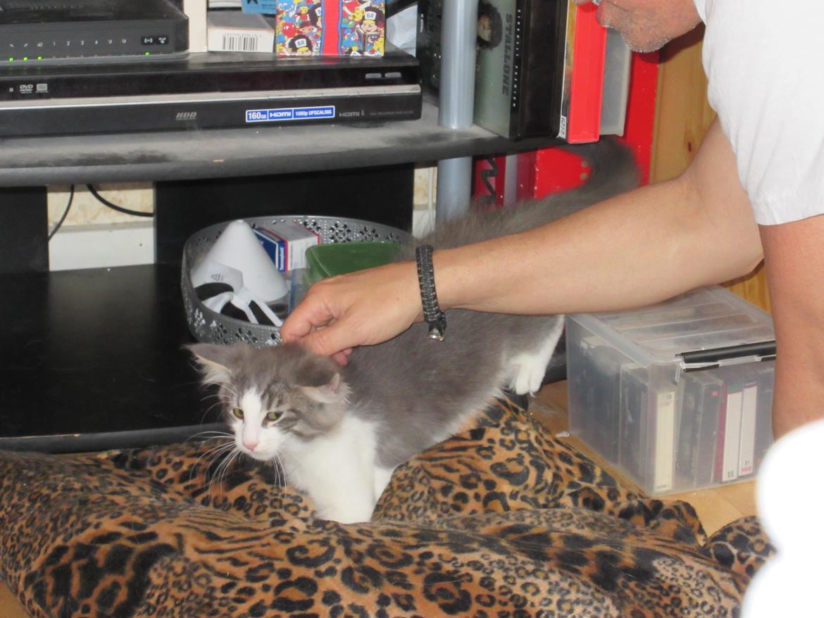 Norsk Skovkat Dk Northtown Cats Fenris billede 20