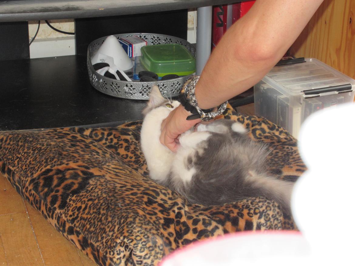 Norsk Skovkat Dk Northtown Cats Fenris billede 21