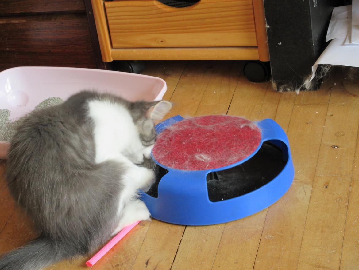 Norsk Skovkat Dk Northtown Cats Fenris billede 15