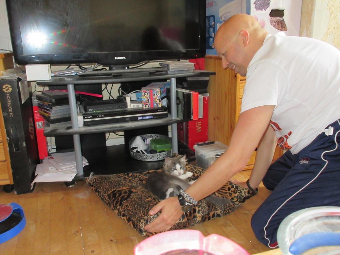 Norsk Skovkat Dk Northtown Cats Fenris billede 22