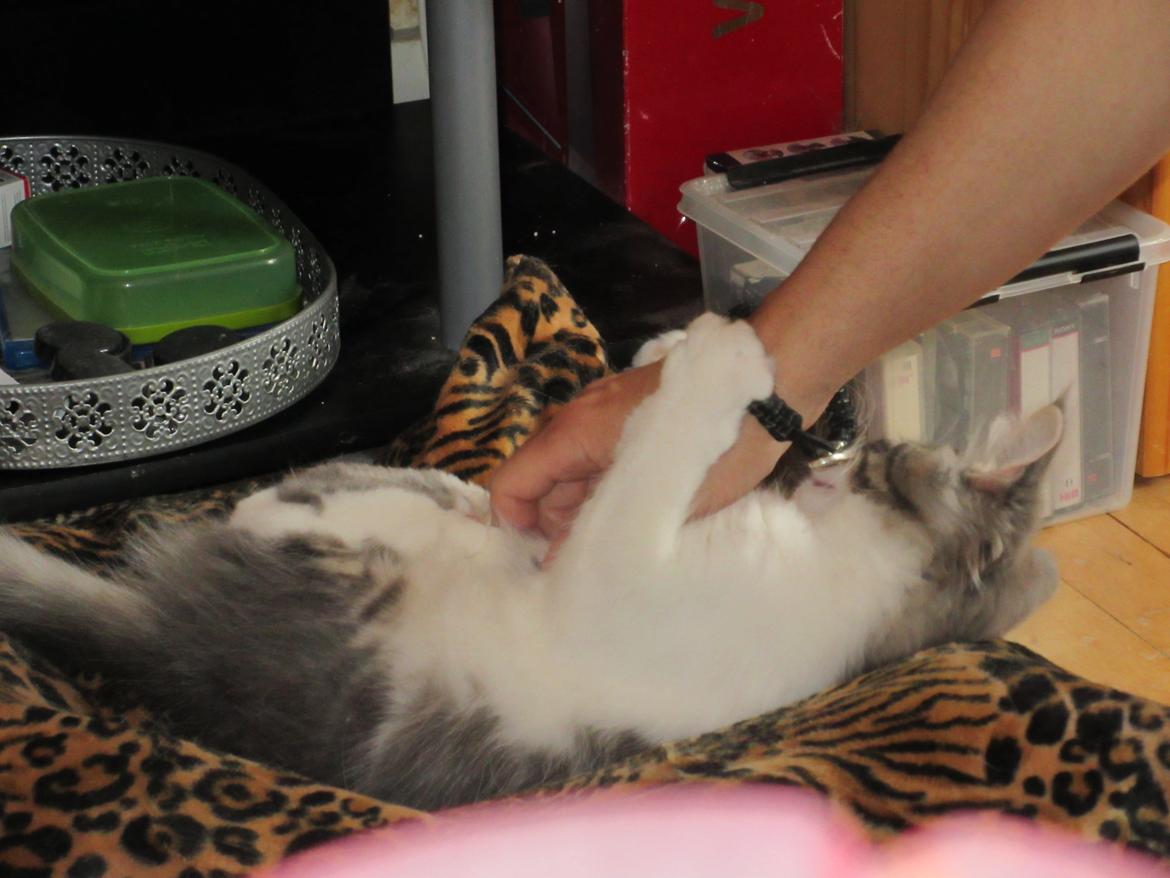 Norsk Skovkat Dk Northtown Cats Fenris billede 23