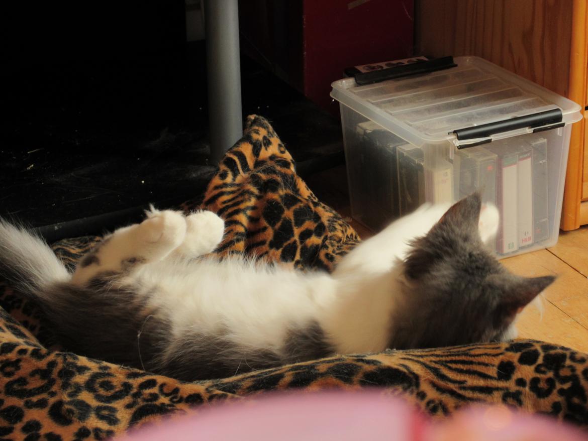 Norsk Skovkat Dk Northtown Cats Fenris billede 24