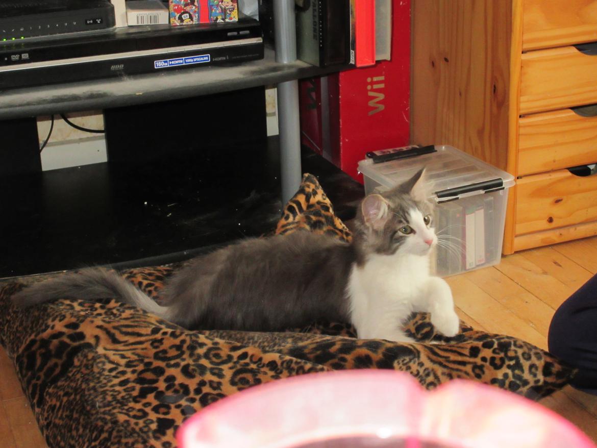 Norsk Skovkat Dk Northtown Cats Fenris billede 25