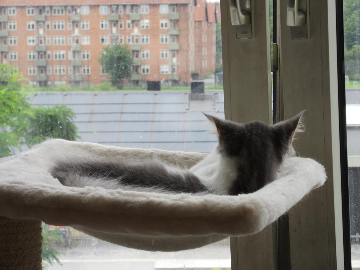 Norsk Skovkat Dk Northtown Cats Fenris billede 26