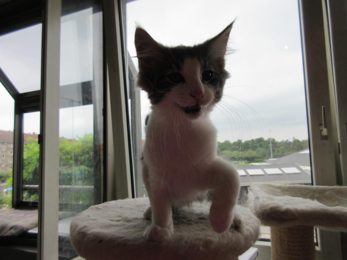 Norsk Skovkat Dk Northtown Cats Fenris billede 27