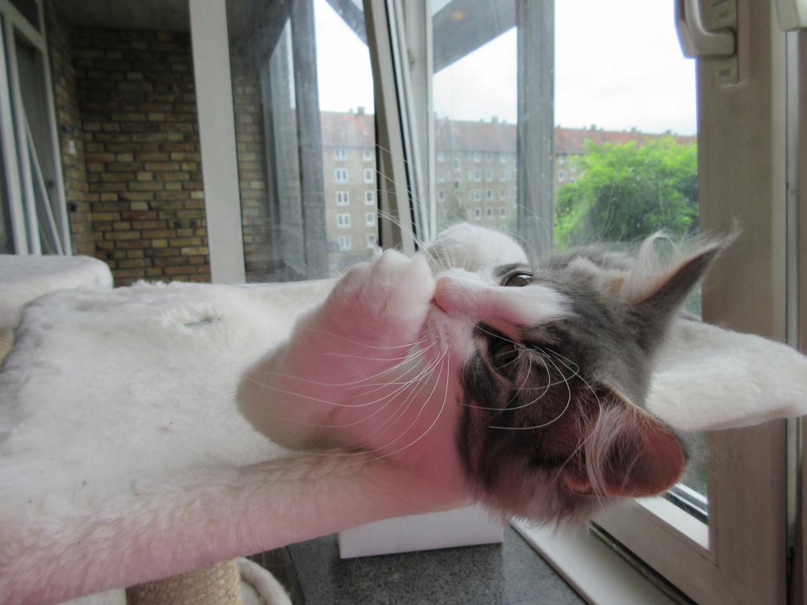 Norsk Skovkat Dk Northtown Cats Fenris billede 28