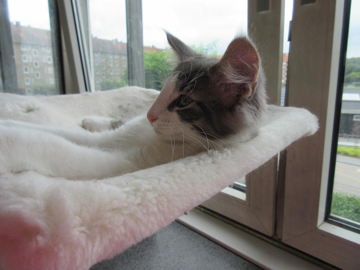 Norsk Skovkat Dk Northtown Cats Fenris billede 29