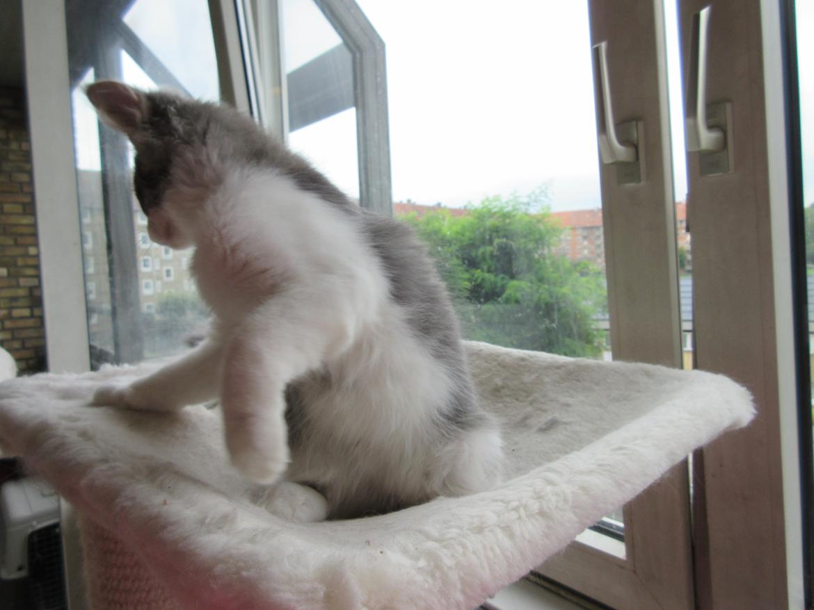 Norsk Skovkat Dk Northtown Cats Fenris billede 30