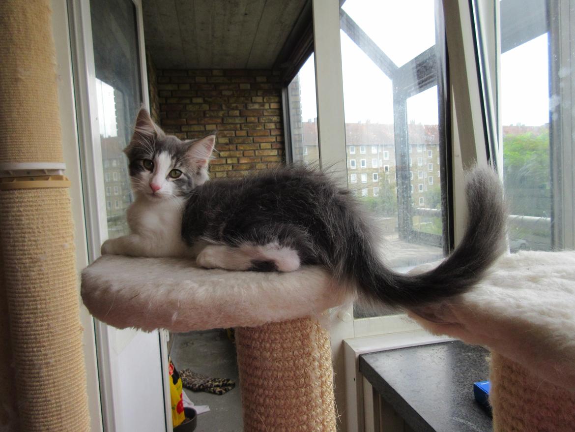 Norsk Skovkat Dk Northtown Cats Fenris billede 31