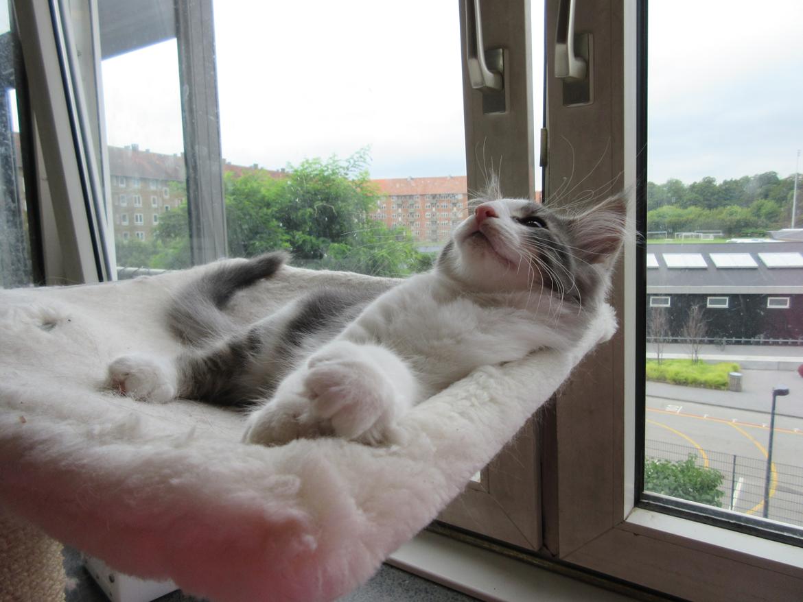 Norsk Skovkat Dk Northtown Cats Fenris billede 33