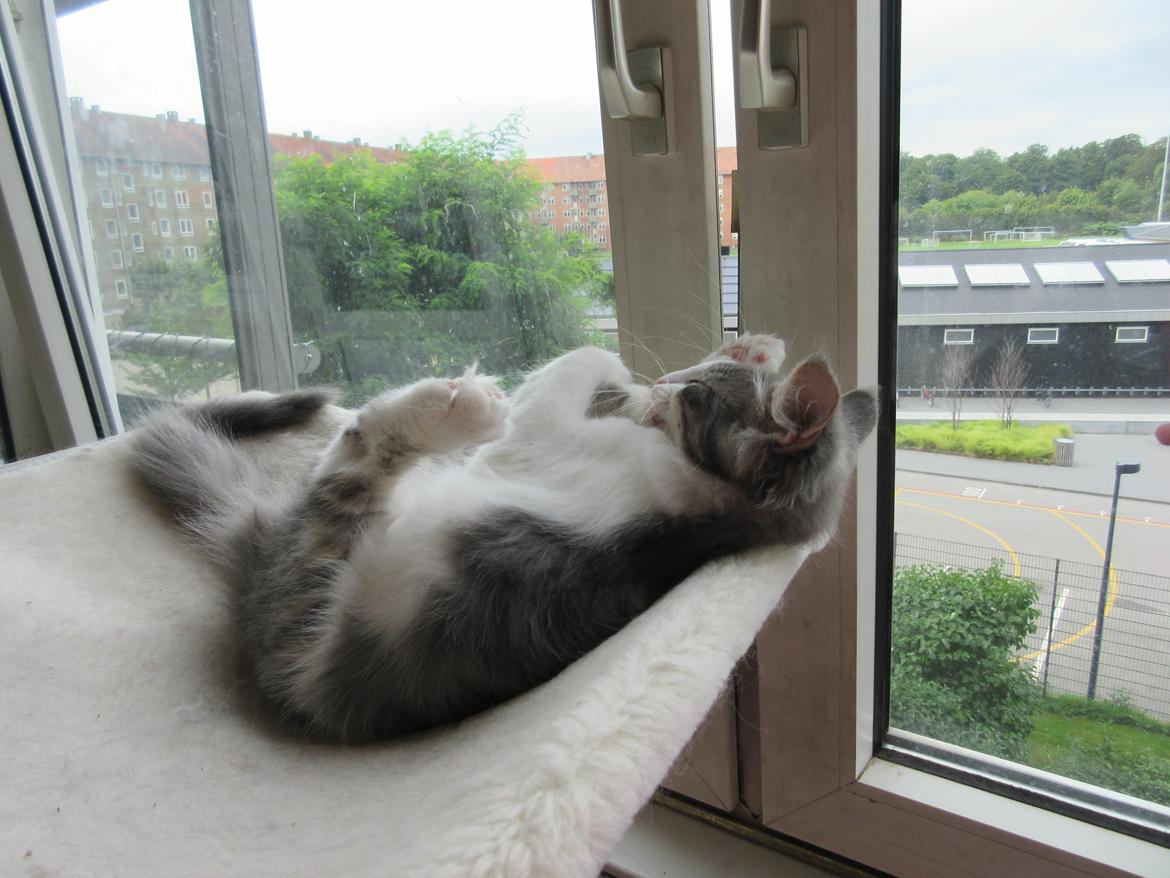 Norsk Skovkat Dk Northtown Cats Fenris billede 34