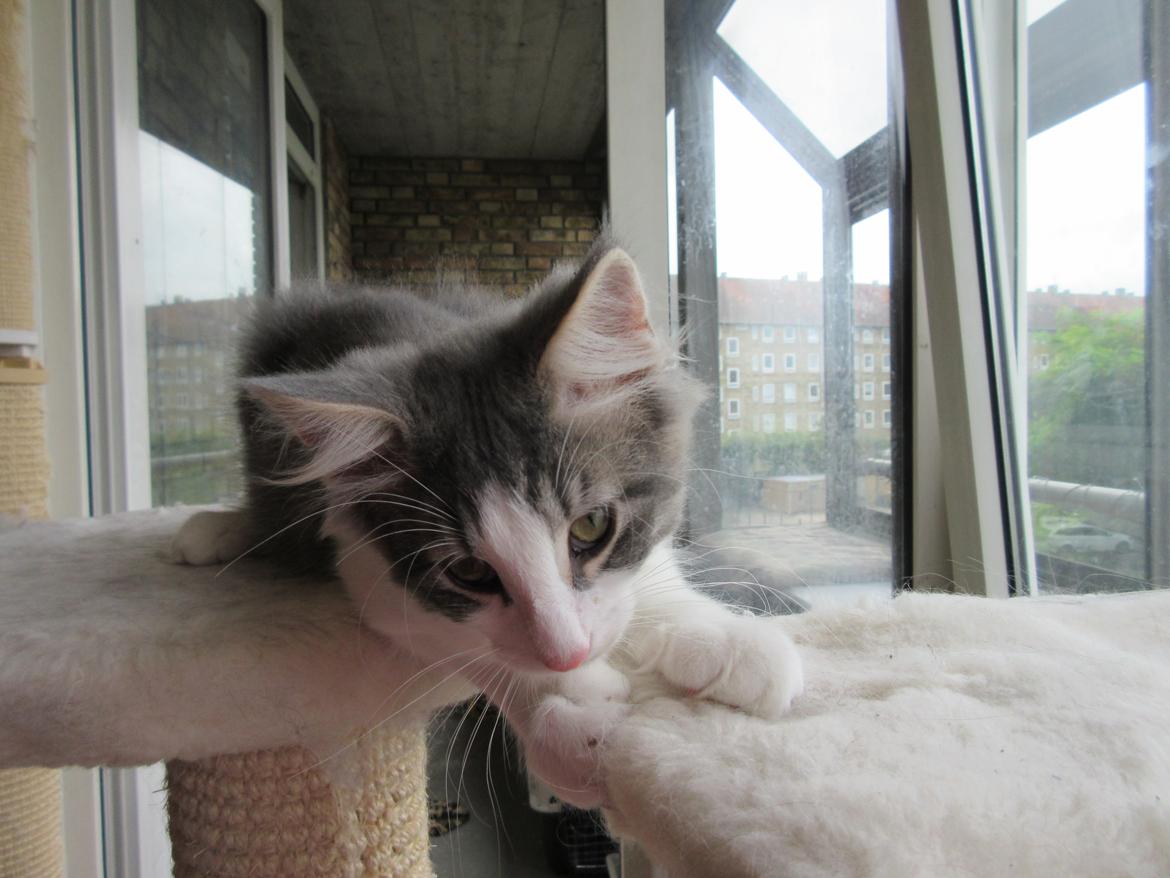 Norsk Skovkat Dk Northtown Cats Fenris billede 32