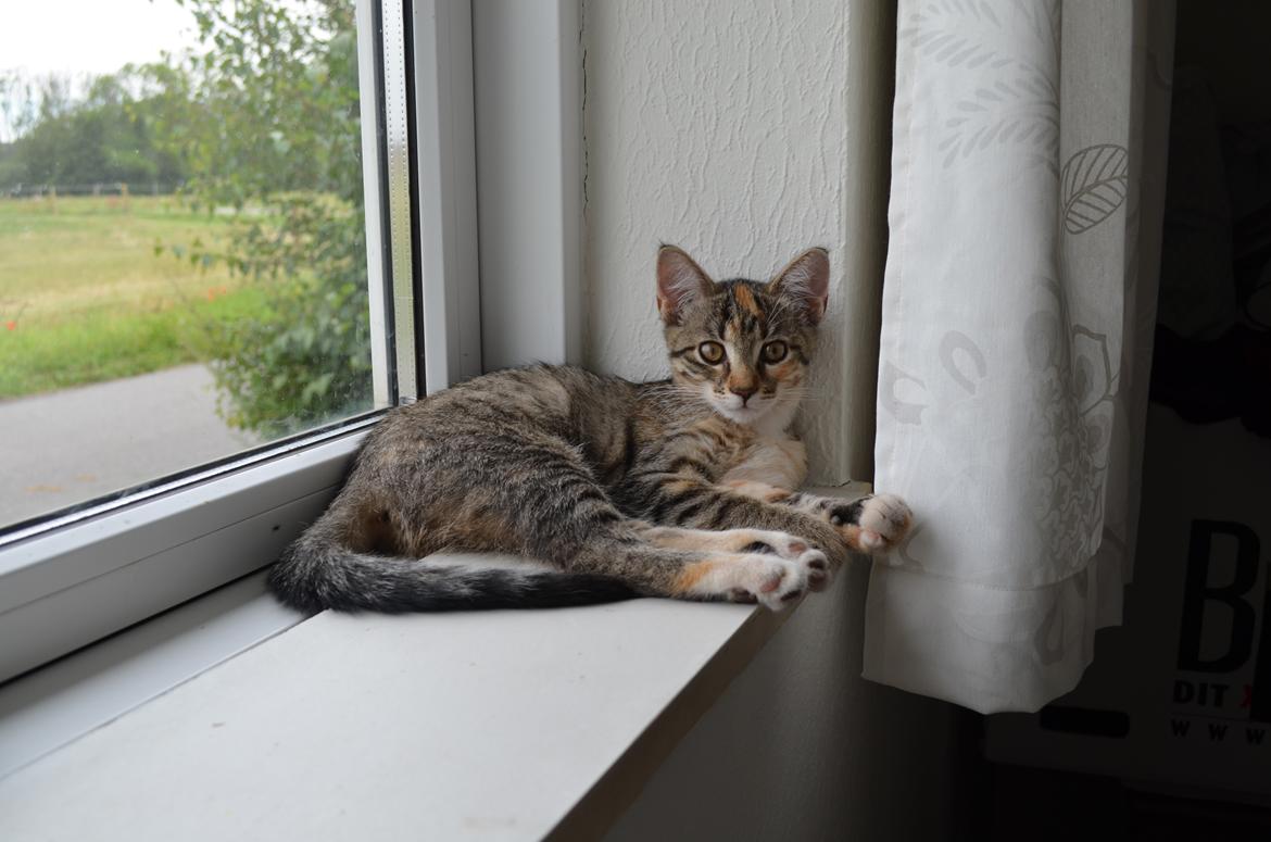 Huskat Sascha billede 1