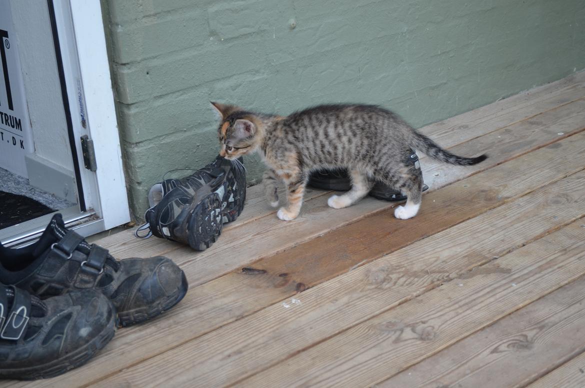 Huskat Sascha billede 2