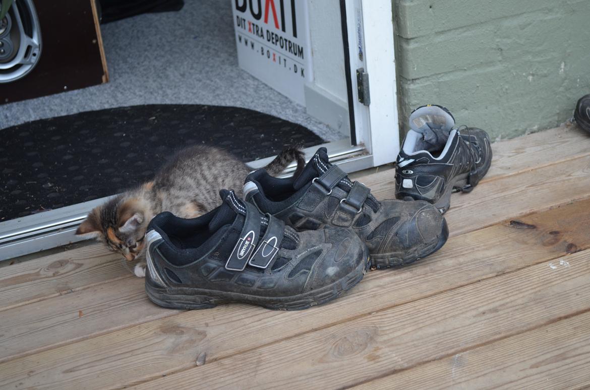 Huskat Sascha billede 3