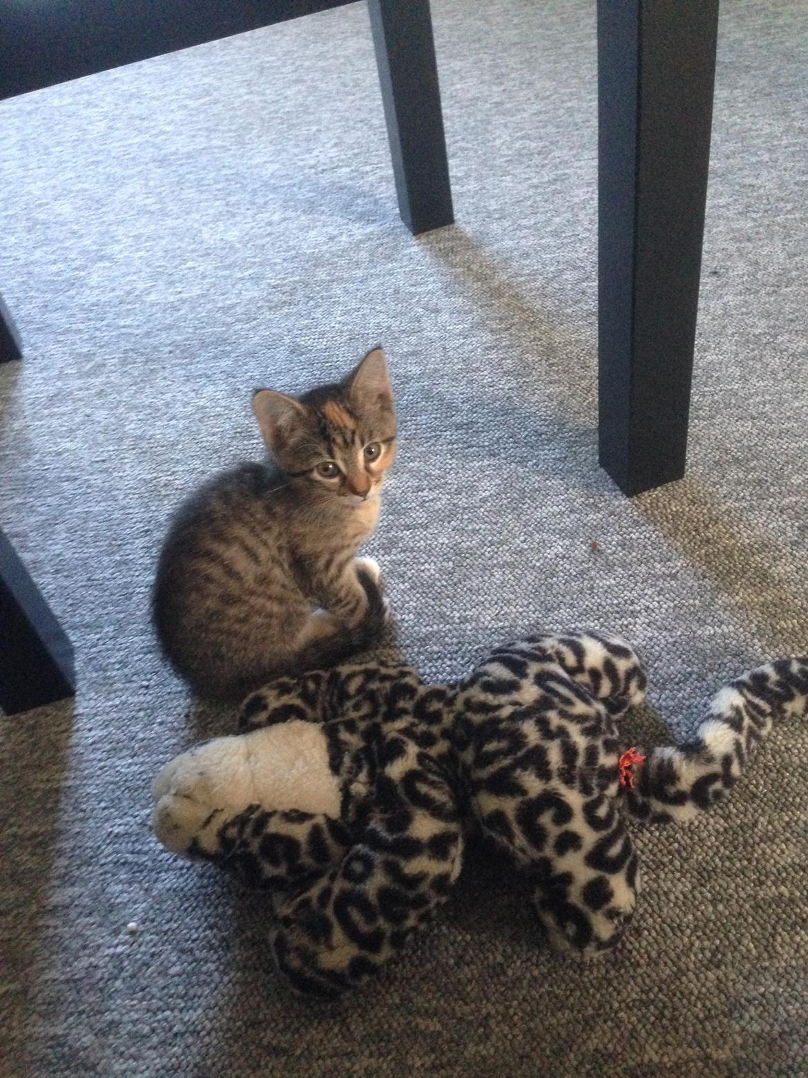 Huskat Sascha billede 4