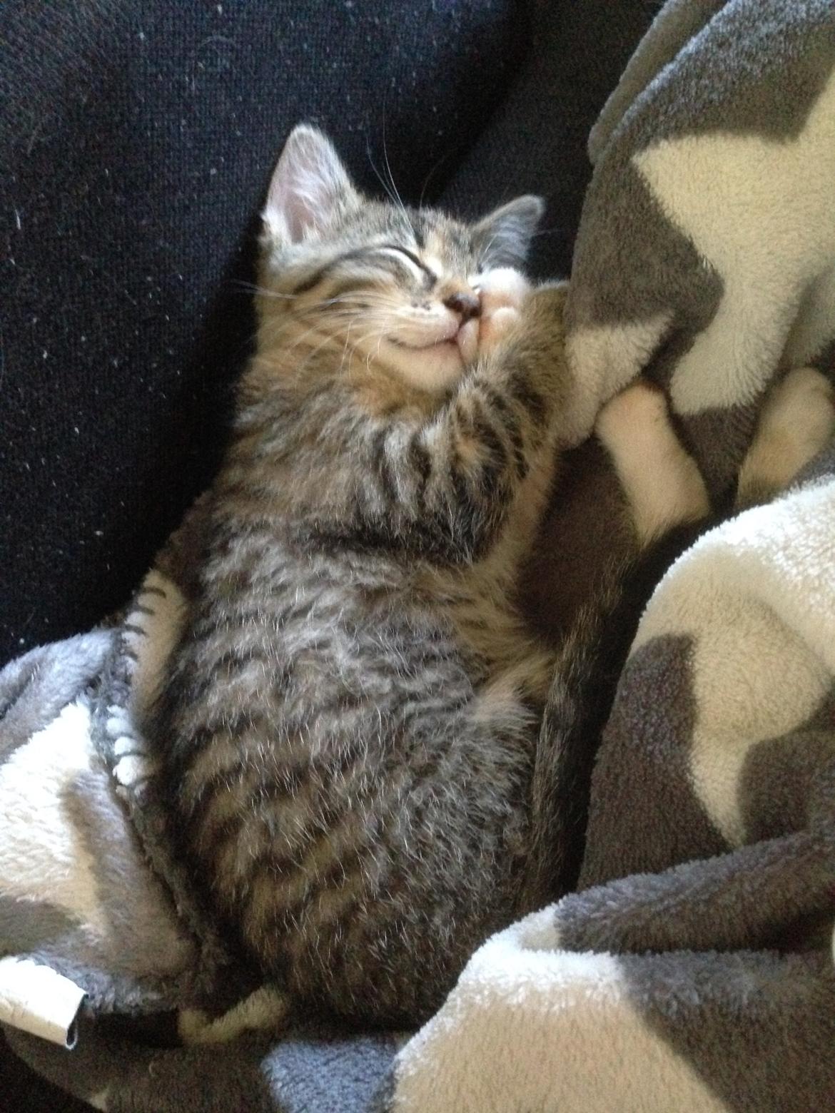 Huskat Sascha billede 5