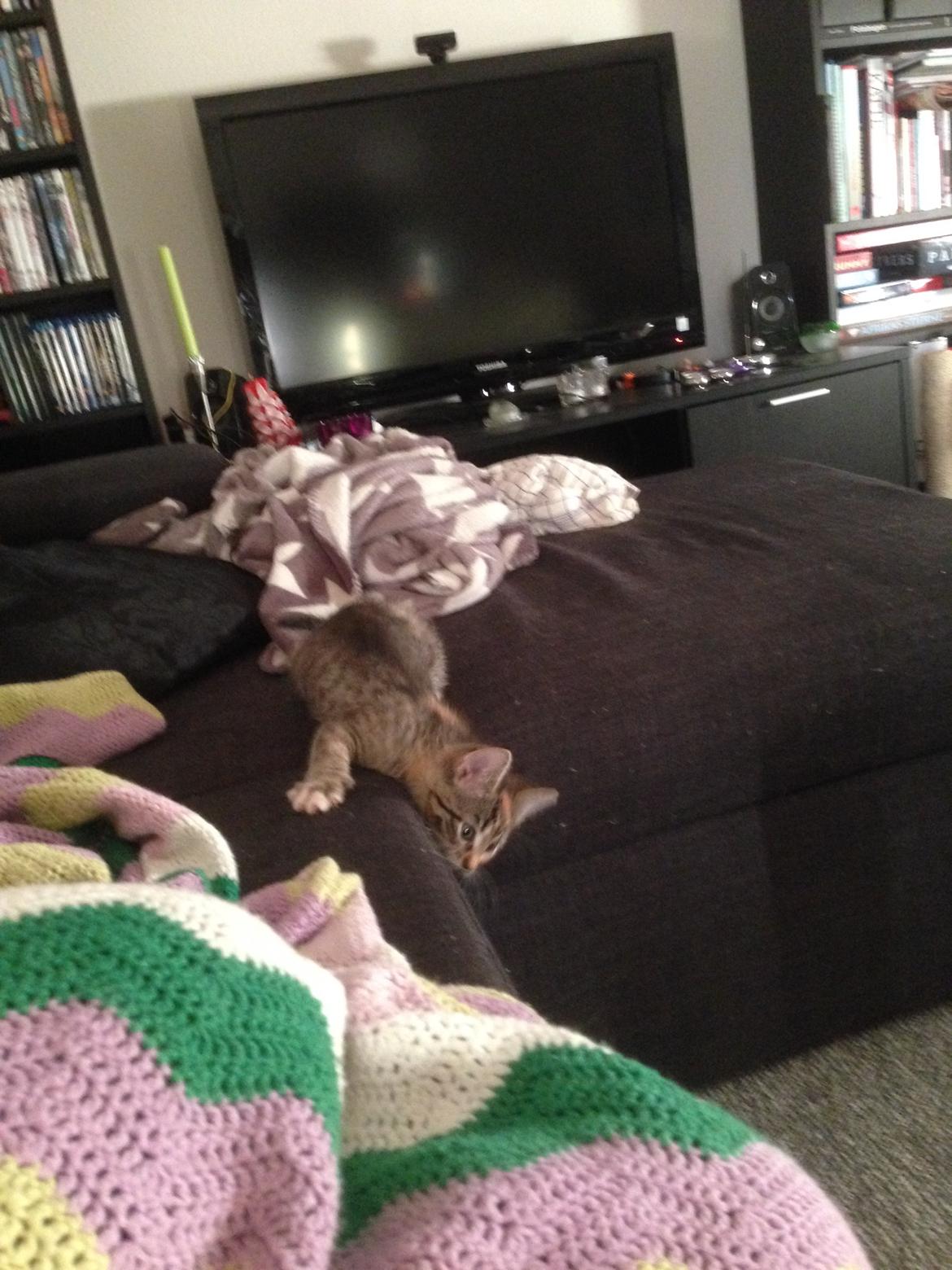 Huskat Sascha billede 6