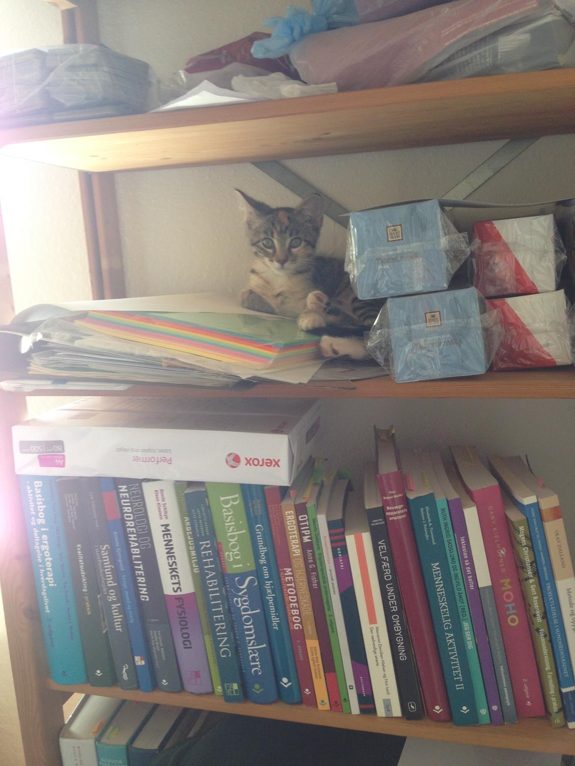 Huskat Sascha billede 7