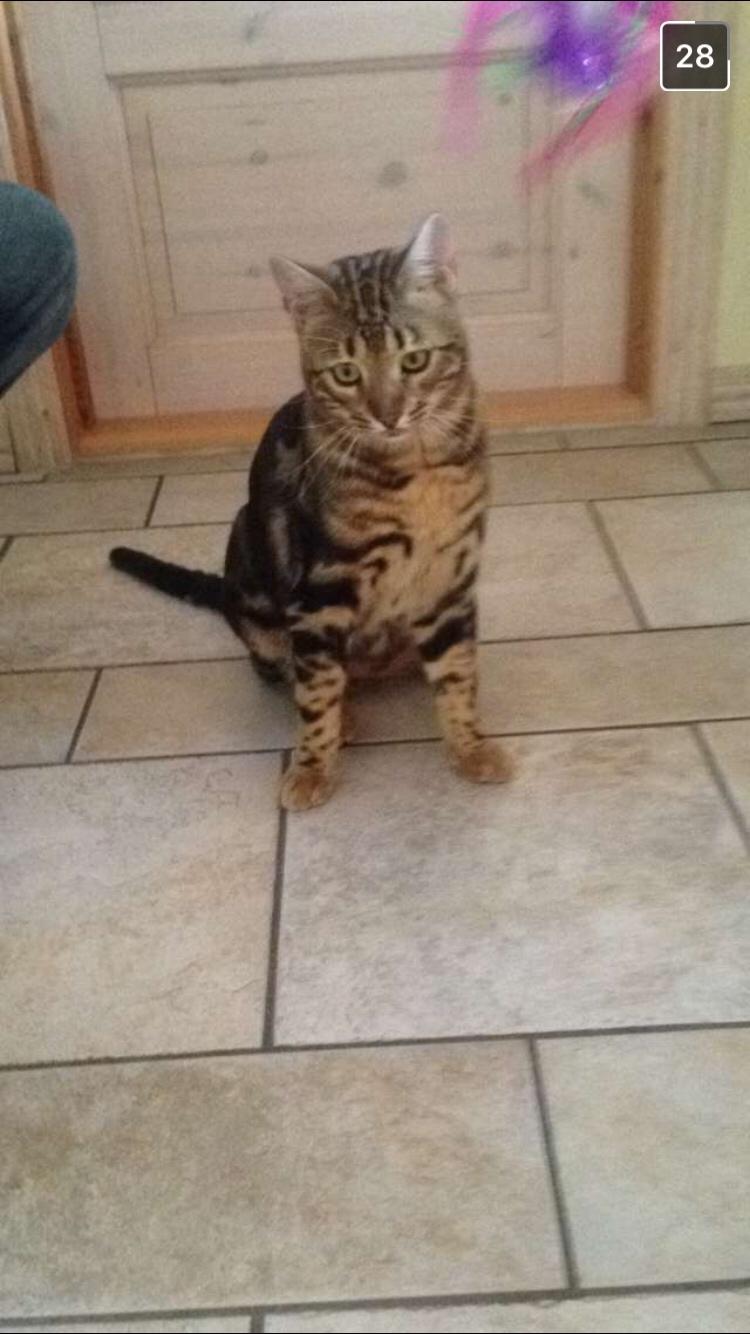 Bengal Big Fat Snake. Aka Blackie billede 6