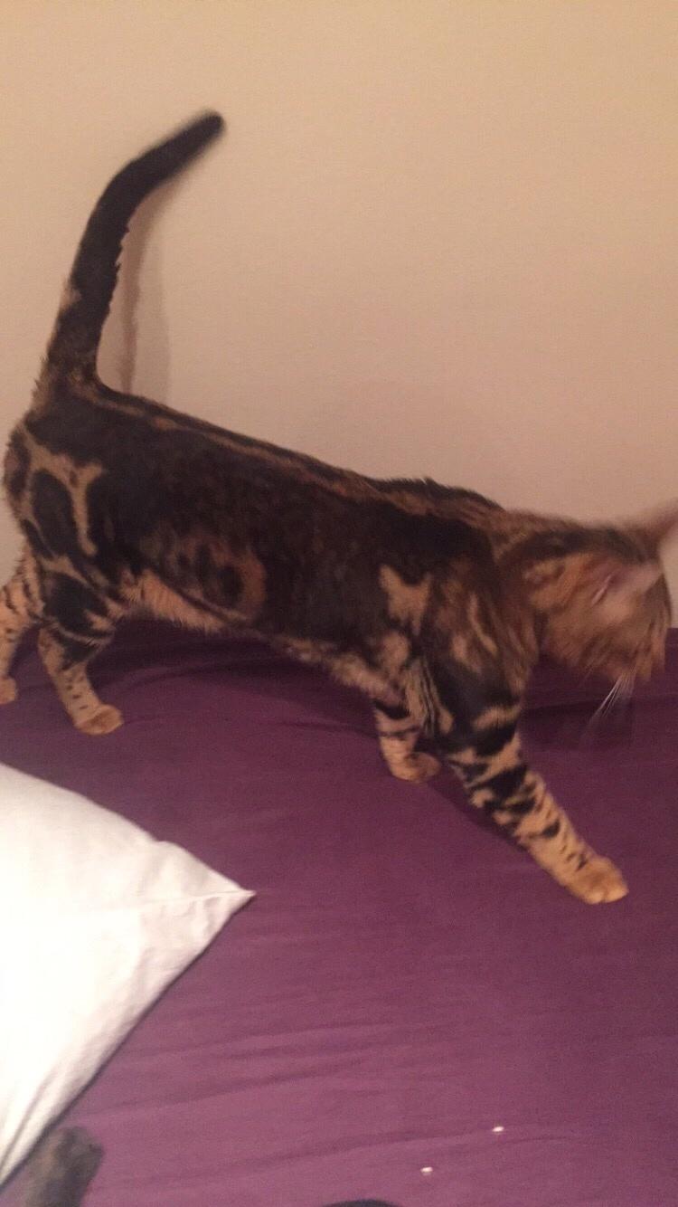 Bengal Big Fat Snake. Aka Blackie billede 9