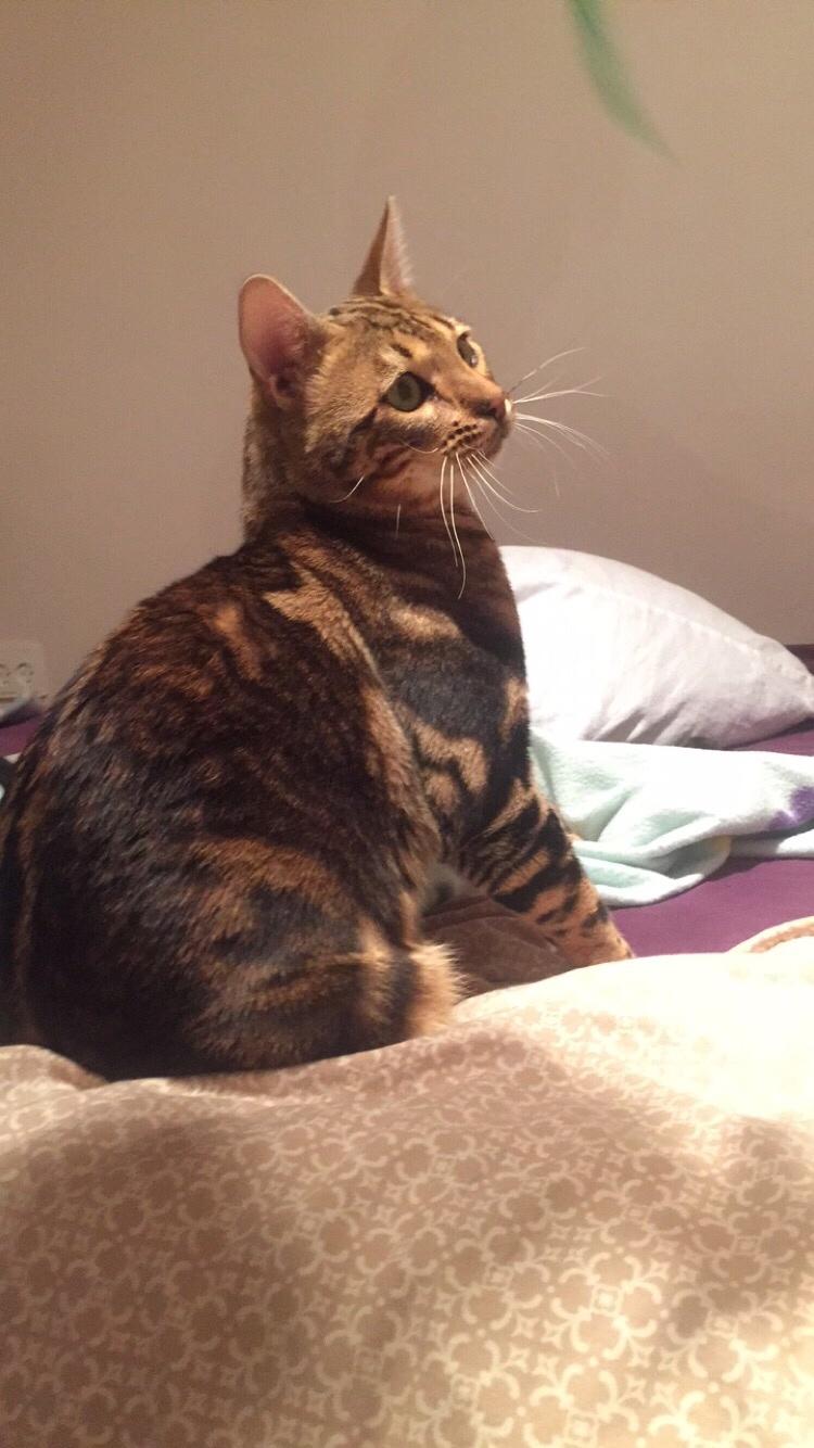 Bengal Big Fat Snake. Aka Blackie billede 8