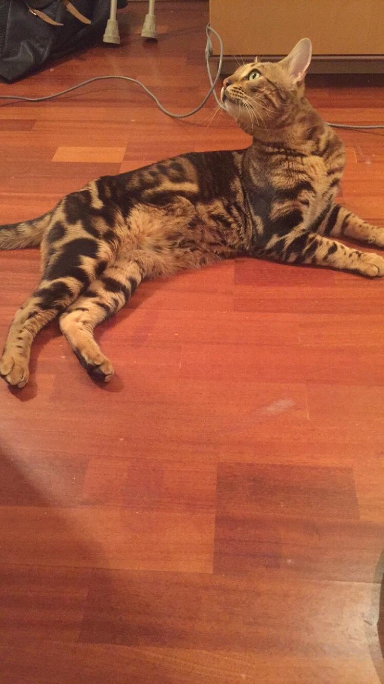 Bengal Big Fat Snake. Aka Blackie billede 10