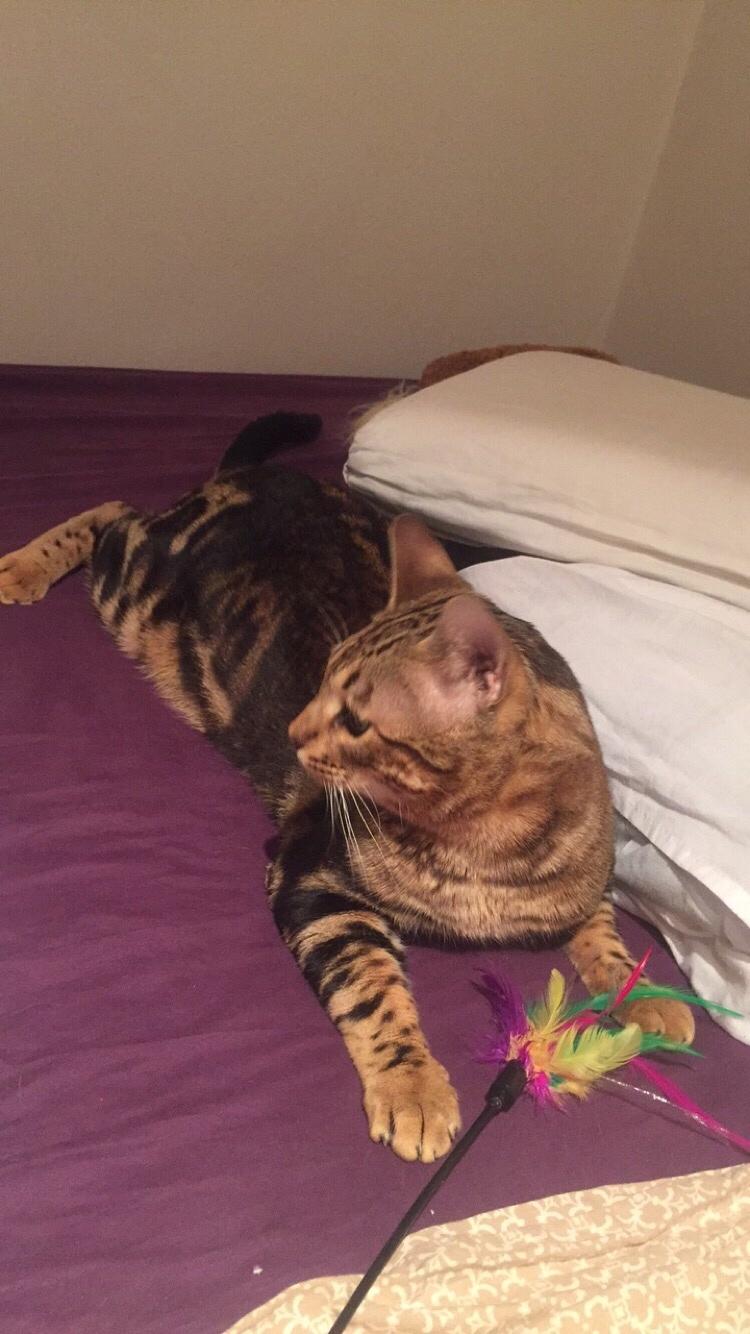 Bengal Big Fat Snake. Aka Blackie billede 11