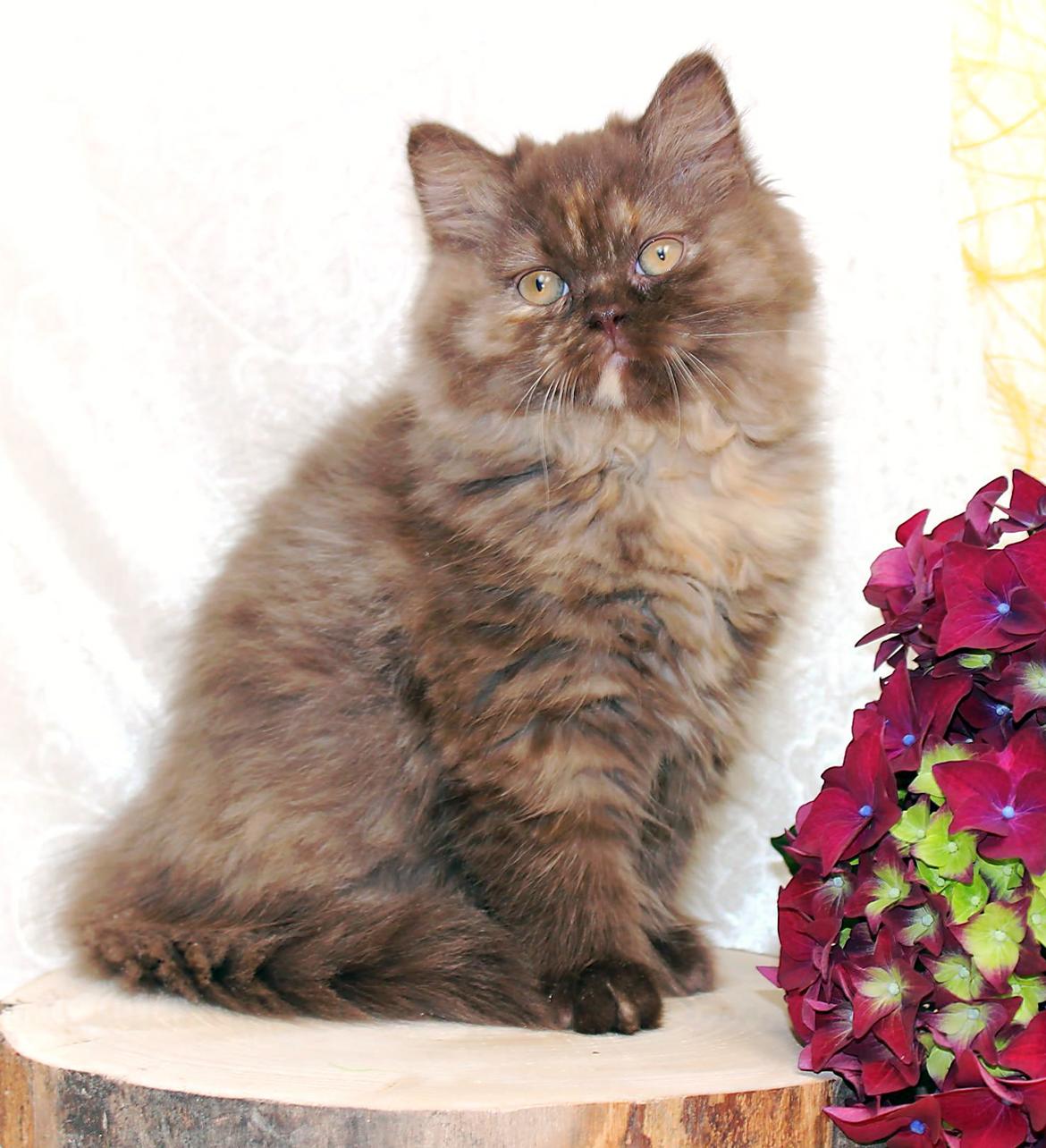 British Longhair Coco billede 15