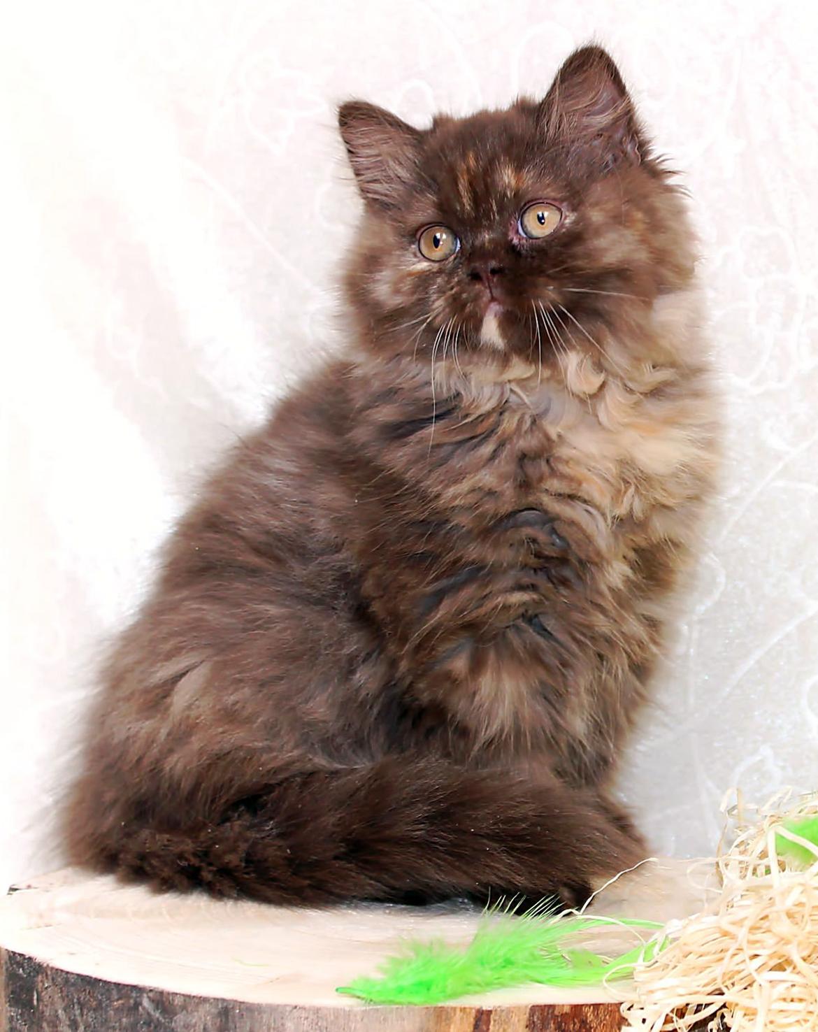 British Longhair Coco billede 13