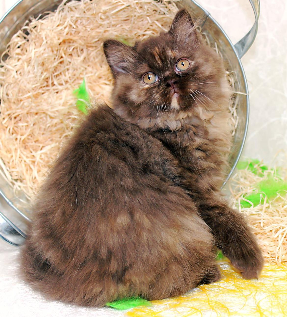 British Longhair Coco billede 20