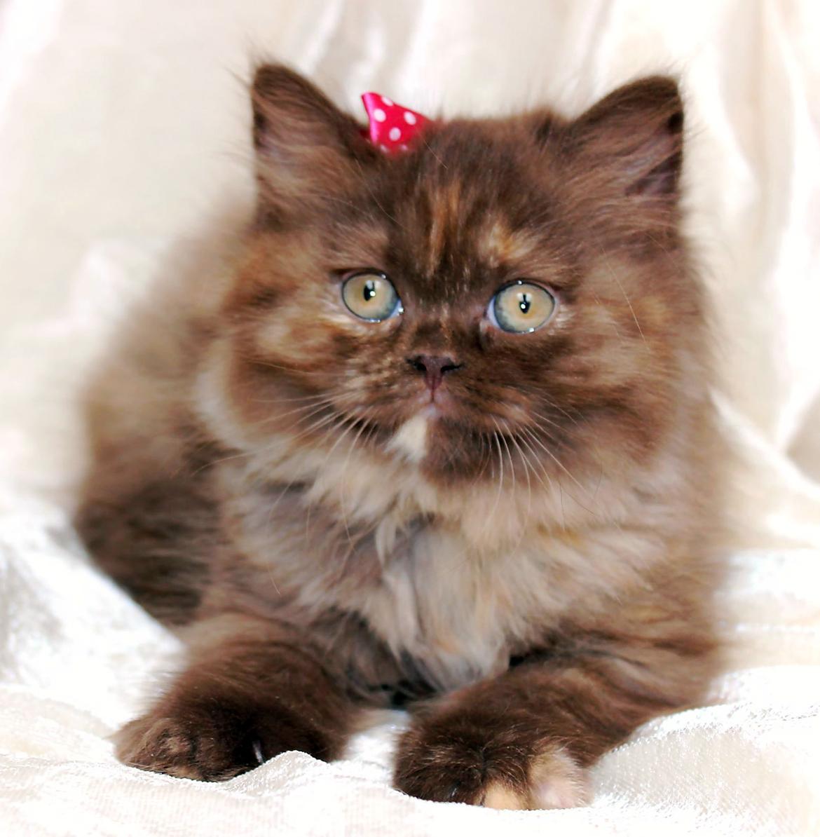 British Longhair Coco billede 29