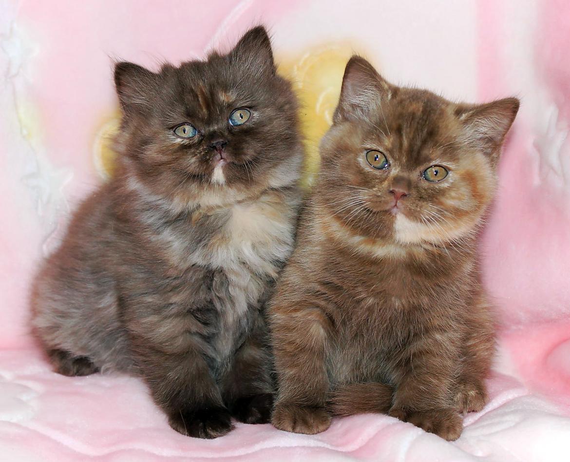 British Longhair Coco billede 32