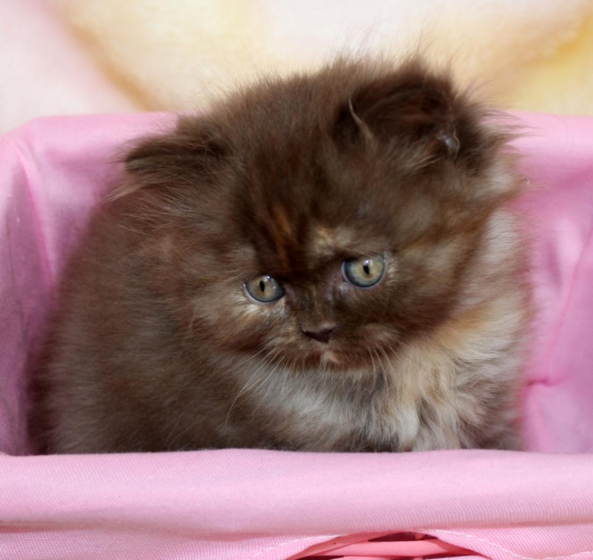 British Longhair Coco billede 38